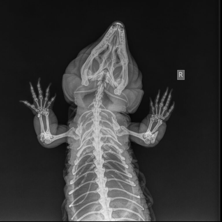 A closer look at Shedding Skin In Reptile Surgery